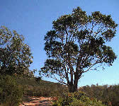 CSE013 Eucalyptus trees
