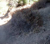 CSE014 Montecito Peak trail junction