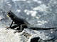 Western Fence Lizard