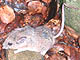 California Mouse