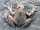 California Treefrog