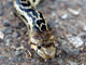 Gopher Snake