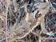Coast Horned Lizard