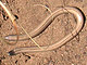 California Legless Lizard
