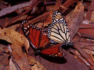 Monarch Butterflies