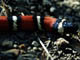 California Mountain King Snake
