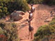 Mule Deer