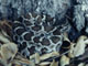 Southern Pacific rattlesnake