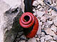 Ringneck Snake