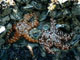 Ochre Sea Stars
