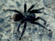 Tarantula