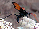 Tarantula Hawk