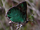Western Green Hairstreak