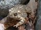 Arroyo Toad