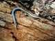 Blue Tailed Skink