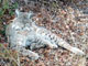 Bobcat