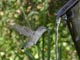 Hummingbird