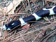 Common King Snake