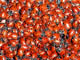 Lady bugs