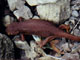 California Newt