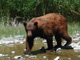 Black Bear