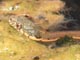 Two Stripe Garter Snake