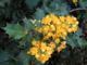   Dull-leaved Barberry  