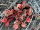   Red-stemmed Spring Beauty  