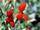   Red Monkey Flower  