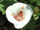   Clay Mariposa Lily  