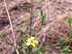  Common Tarweed  