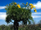   Giant Coreopsis  