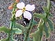   European Sea Rocket  