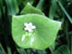   Miner's Lettuce  