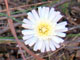   Cliff Desertdandelion  