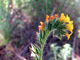   Common Fiddleneck  