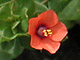   Scarlet Pimpernel  