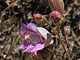   Grinnell's Penstemon  