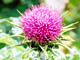   Milk Thistle  