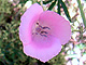   Lilac Mariposa  