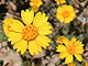   Douglas Coreopsis  