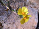   Bush Poppy  