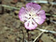   Speckled Clarkia  