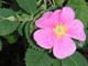   California Wild Rose  