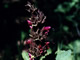   Hummingbird Sage  