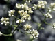   Pearly Everlasting  