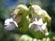   Pitcher Sage  