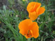   California Poppy  