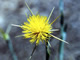   Star Thistle  