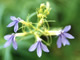   Rothrock's Lobelia  